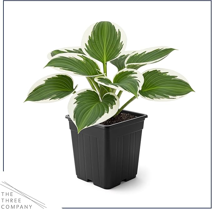 Live Perennial Hosta - Patriot (3 Plants Per Pack) Beautiful Accent Plant, 10" Tall by 4" Wide in 1 Qt Pot