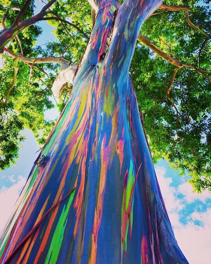 Rainbow Eucalyptus Tree Seeds - 50 Seeds - Stunning Colored Bark - Eucalyptus deglupta