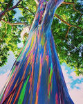 Rainbow Eucalyptus Tree Seeds - 50 Seeds - Stunning Colored Bark - Eucalyptus deglupta