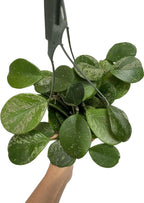 Hoya Obovata Spalsh Available in 2" Pot, 4" Pot, and 6" Hanging Pot Hoya Live Plants Live Houseplants California Seller (2 Small Plants, 4" Pot)
