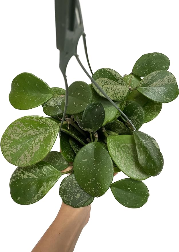Hoya Obovata Spalsh Available in 2" Pot, 4" Pot, and 6" Hanging Pot Hoya Live Plants Live Houseplants California Seller (One Small Plant, 2" Pot)