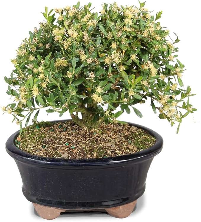 Brussel's Live Harland Boxwood Outdoor Bonsai Tree - 3 Years Old; 6" to 8" Tall with Decorative Container