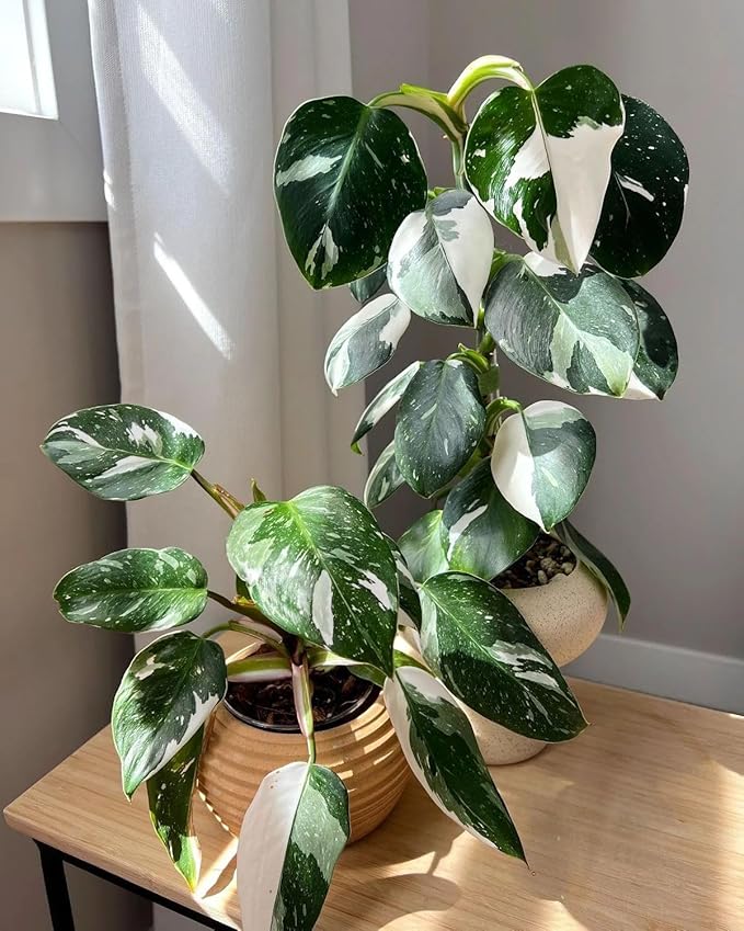 Variegated Philodendron Live Plant, Rare Indoor Houseplant Live Well Rooted 5-7 Inches, Container Growing, Home Office Decor (White Princess Philodendron)