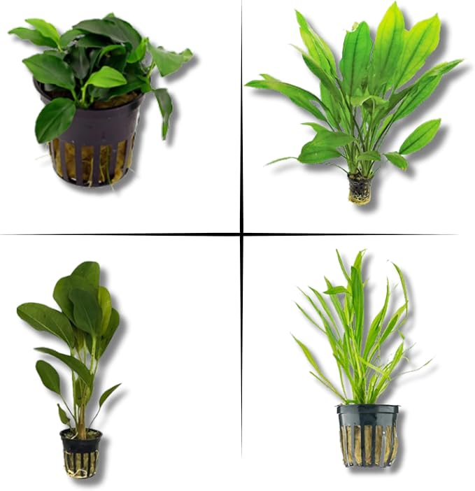 Live Aquarium Plants Bundle - Aquarium Plants for Beginners: Anubias, Amazon Sword, Dwarf Sag - Easy Care Live Plants for Fish Tank