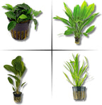 Live Aquarium Plants Bundle - Aquarium Plants for Beginners: Anubias, Amazon Sword, Dwarf Sag - Easy Care Live Plants for Fish Tank