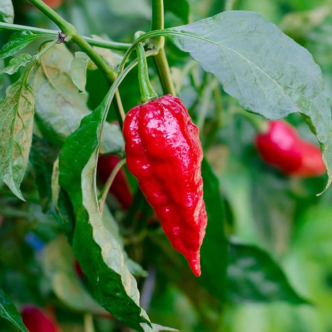 Bonnie Plants Red Ghost Pepper 19.3 oz. 4-Pack