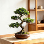 Mudder 5 Roll Aluminum Bonsai Training Wire Tree 160 Feet Total with Bonsai Wire Cutter Anodized Training for Holding Branches Small Trunks(1/1.5/2.0/2.5/3mm,Black)