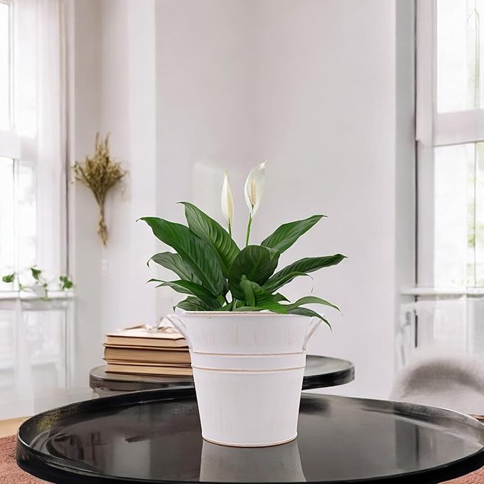 Hosley Set of 3 Whitewash Metal Bucket with PVC Liner, 5-Inch Height Plant Pot, Ideal for Floral Arrangements, Wedding, Home Office, Party, Garden Patio, DIY Indoor, Outdoor Garden.