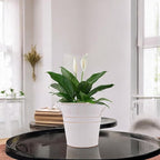Hosley Set of 3 Whitewash Metal Bucket with PVC Liner, 5-Inch Height Plant Pot, Ideal for Floral Arrangements, Wedding, Home Office, Party, Garden Patio, DIY Indoor, Outdoor Garden.