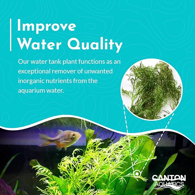 Live Aquarium Plants - Water Sprite Aquarium Plant, Ceratopteris Thalictroides - Perfect Live Aquatic Plants for Fish Tanks and Aquariums