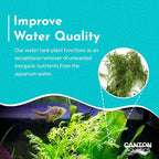 Live Aquarium Plants - Water Sprite Aquarium Plant, Ceratopteris Thalictroides - Perfect Live Aquatic Plants for Fish Tanks and Aquariums