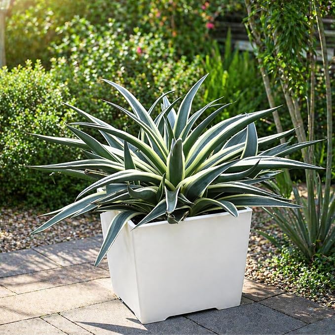Mangave 'Snow Leopard', 1.5" Plug - Live Succulent Plant, Agave Like Rosette, Low Maintenance Indoor Outdoor Plant for Home Garden Decor, Beginner-Friendly Live Plants