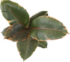 Altman Plants 'Ruby' Live Ficus Tree in 6 Inch White Plastic Plant Pot, Easy Plant Gift, Desk Plant & Office Plant, Variegated Rubber Plant Live Indoor Plant Decor in Indoor Plant Potting Soil Mix