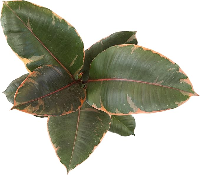 Altman Plants 'Ruby' Live Ficus Tree in 6 Inch White Plastic Plant Pot, Easy Plant Gift, Desk Plant & Office Plant, Variegated Rubber Plant Live Indoor Plant Decor in Indoor Plant Potting Soil Mix