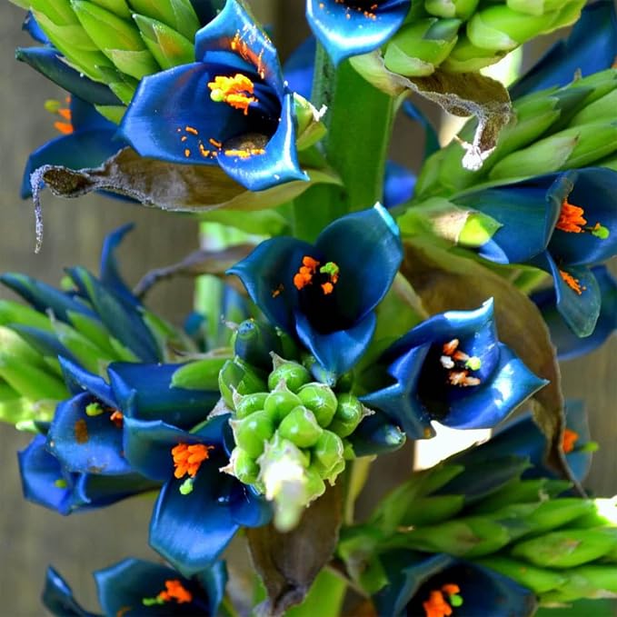 10+ Blue Sapphire Tower Plant Seeds (Puya Alpestris), Rare & Exotic Flowering Cactus, Perennial, Hardy, Pollinators Friendly -QAUZUY GARDEN