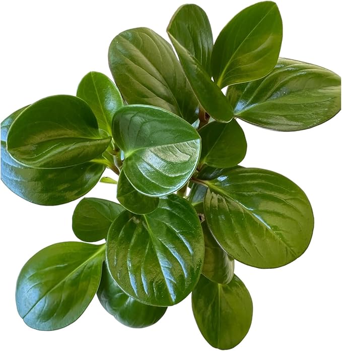 Baby Rubber Plant, Peperomia obtusifolia, Live Indoor Plant, 4 inch Pot - Hopewind Plants Shop