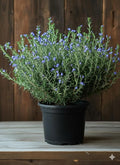 Set 2 Rosemary Plants Live, Ready to Grow Rosemary Plant 6 to 8 Inches, Hardy Fragrant Herb Plants for Outdoor Garden, 4'' Potted Plants