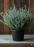 Set 2 Rosemary Plants Live, Ready to Grow Rosemary Plant 6 to 8 Inches, Hardy Fragrant Herb Plants for Outdoor Garden, 4'' Potted Plants