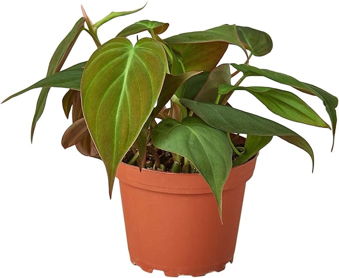 Philodendron Velvet Live Plant for Indoor | Different Houseplants in 4'' & 6'' Pot | Real House Plant for Living Room, Office, Desk & Bathroom | Micans Heart-Leaf