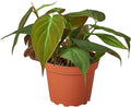 Philodendron Velvet Live Plant for Indoor | Different Houseplants in 4'' & 6'' Pot | Real House Plant for Living Room, Office, Desk & Bathroom | Micans Heart-Leaf