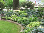 Mixed Hosta Perennials (6 Pack of Bare Roots) - Great Hardy Shade Plants