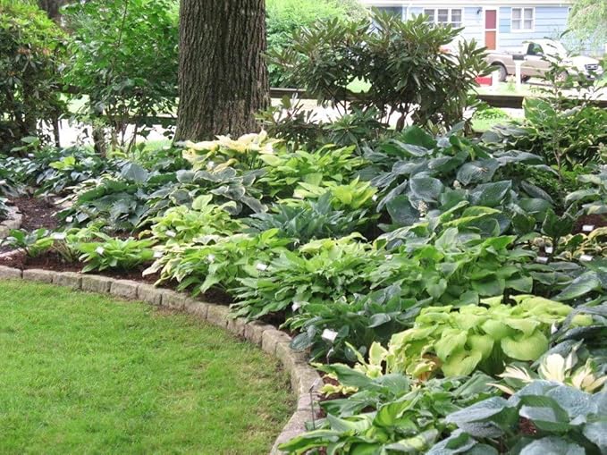 Mixed Hosta Perennials (6 Pack of Bare Roots) - Great Hardy Shade Plants
