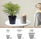 Live Norfolk Island Pine, Christmas Tree, Star Pine, Office Gift, Housewarming Gift, Thank You Gift, Air Purifying Plant, Birthday Gift, Office Gift in 4" Pot
