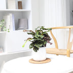 Calathea Makoyana Peacock (4'' Grower Pot) - Air Purifying and Live Healthy Houseplant - Easy to Grow, Easy to Care Indoor Houseplant