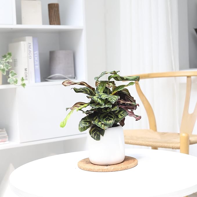 Calathea Makoyana Peacock (4'' Grower Pot) - Air Purifying and Live Healthy Houseplant - Easy to Grow, Easy to Care Indoor Houseplant