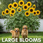Skyscraper Sunflower Seeds – 20 Seeds, Rare Giant Variety – Grows 15–20 Feet Tall – Exotic, Tall Garden Sunflowers – Pollinator-Friendly