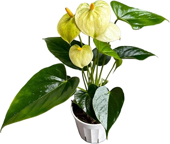 Anthurium (12"-14" Tall) Unique and Gorgeous Live Indoor Plant, Easy Care and Easy to Grow, Bloom Plant, 4 inch Pot (Vanilla)