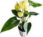 Anthurium (12"-14" Tall) Unique and Gorgeous Live Indoor Plant, Easy Care and Easy to Grow, Bloom Plant, 4 inch Pot (Vanilla)