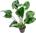 SubstrateSource Anubias Live Aquarium Plants - Potted Freshwater Plant for Fish Tanks, Terrariums - Beginner Friendly Low Light (Barteri Broad Leaf, Mother Plant)