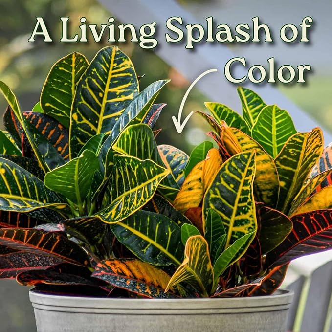 Croton Petra Plant - Tropical Foliage Plant Live - Overall Height 20" to 24" - Tropical Plants of Florida