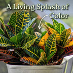 Croton Petra Plant - Tropical Foliage Plant Live - Overall Height 20" to 24" - Tropical Plants of Florida