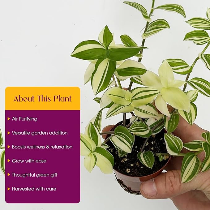 Tradescantia Fluminensis Live Plant - Variegated Wandering Jew - Small Leaf Spiderwort Ideal for Home & Office Decor - Low Maintenance Easy to Grow and Maintain Air Purifying Houseplant