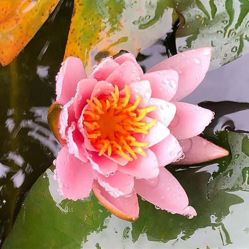 (Nymphaea Ellisiana) Hardy Water Lily Tuber Live Water Plants for Pond Balcony Porch Decorations by Greenpro
