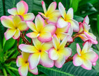 Mixed Color Plumeria Seeds for Planting Tropical Frangipani Rainbow Flower Seed Easy to Grow Colorful Blooms Perennial Patio Balcony Garden Rubra (5, Plumeria Seeds)