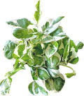 Pothos N’Joy Live Indoor Plant, 4 inch Pot, Variegated White and Green Leaves - Easy to Care for - Perfect for Indoor and Outdoor Home Decor, Office, and Gift- Pot Included