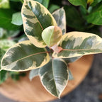 Ficus Tineke, Rubber Tree Plant, Live Ficus Tree House Plant Decor in 6" White Pot, Easy Plant Gift, Variegated Rubber Plant, Live Plant Gift, Office Plants & Decorative Plants by Plants for Pets
