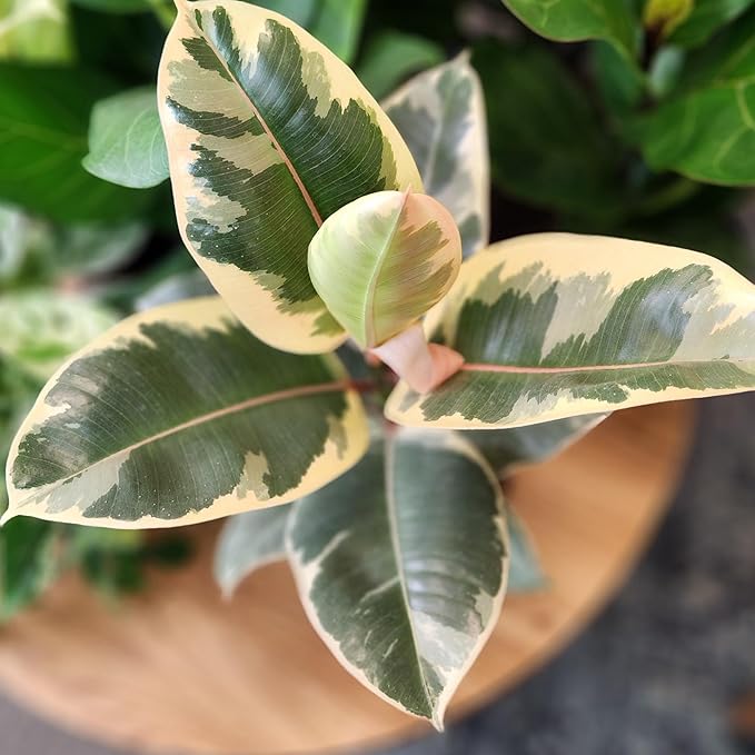 Ficus Tineke, Rubber Tree Plant, Live Ficus Tree House Plant Decor in 6" White Pot, Easy Plant Gift, Variegated Rubber Plant, Live Plant Gift, Office Plants & Decorative Plants by Plants for Pets