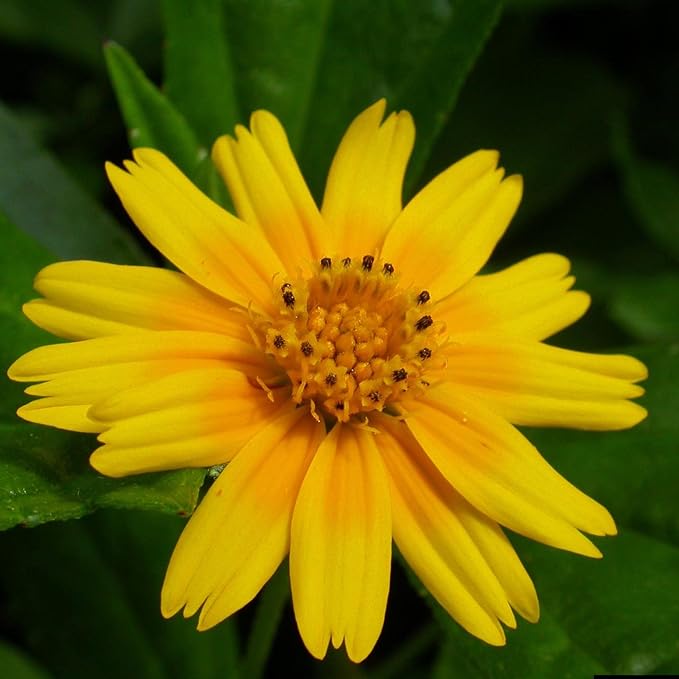 Chalily Water Zinnia, a Great Live Pond Plant for Your Water Garden. Filters The koi and Goldfish Pond. Good for Bogs, Plant Shelf or Shallow Water This marginal Aquatic is a Real Beauty