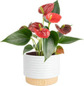 Costa Farms Anthurium, Flamingo Flower Live Plant in Decorative Pot, Air Purifying Flowering Indoor Houseplant, Home, Room, or Office Decor, House Warming or Birthday Gift, 10-14 Inches Tall