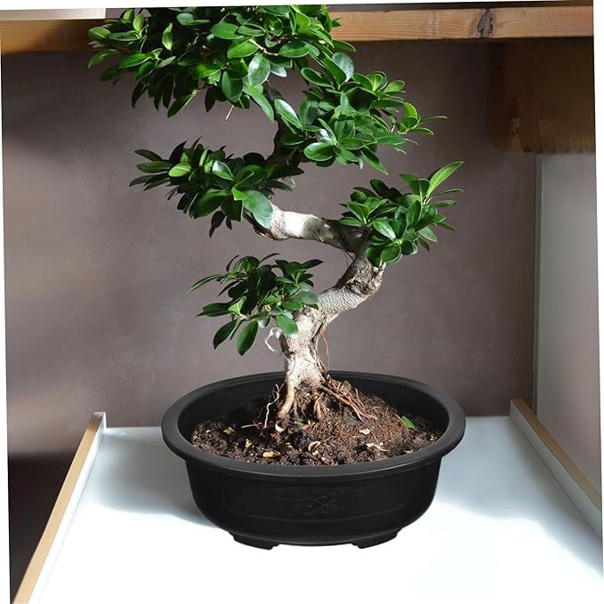 Angoily Bonsai Pots, 2PCS Bonsai Training Pot, 15 Inch Tree with Drainage Tray, Deep Oval Planter for Desktop, Garden, Balcony, Plastic Asian Tall Training