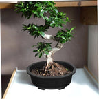 Angoily Bonsai Pots, 2PCS Bonsai Training Pot, 15 Inch Tree with Drainage Tray, Deep Oval Planter for Desktop, Garden, Balcony, Plastic Asian Tall Training