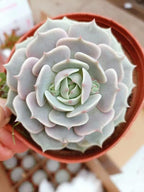 Sprout N Green Echeveria Lola, Live Succulent Fully Rooted in 2" Pot with Soil, House Plant for Indoor Outdoor Home Office Wedding Decoration DIY Projects Party Favor, Easy to Care, Pet-Friendly