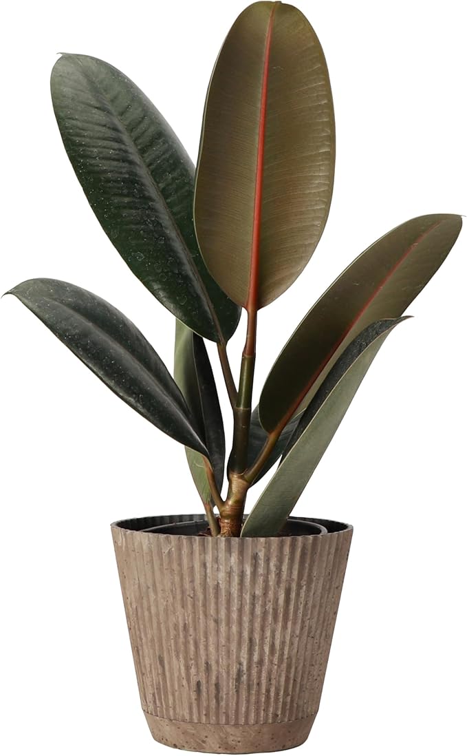 Thorsen's Greenhouse Ficus elastica, Live Indoor Plant, Rare Variety, Natural Air Purifier, Burgundy Rubber Plant, 4-Inch Diameter Pot (Coffee)