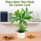 Small Money Tree Bonsai 15.2inch Artificial Desk Plant in White Ceramic Pot, Realistic Indoor Faux Potted Pachira Money Plant for Home Office Living Room Decor(Maintenance Free)