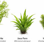 Live Aquarium Plants Bundle - Assorted Freshwater Plants - Low | Medium | High Light