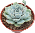Sprout N Green 4" Echeveria 'Snow Bunny', 1-Pack Live Rare Succulent Potted, Real House Plant for Party Favors Home Indoor Outdoor Garden Wedding Decoration DIY Projects